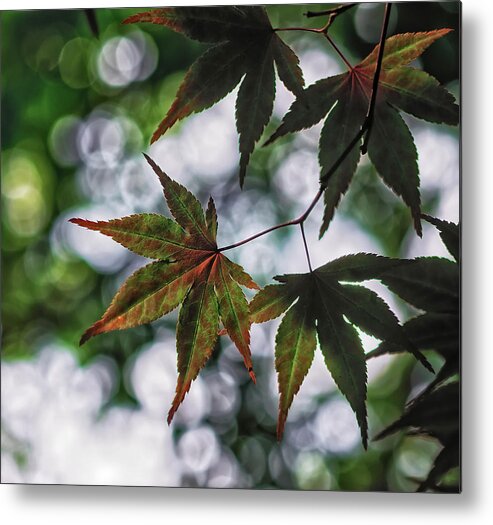 Da*55 1.4 Metal Print featuring the photograph Japanese Maple by Lori Coleman