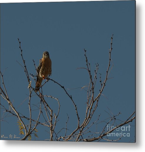 Bird Metal Print featuring the photograph Kestrel by Donna Brown