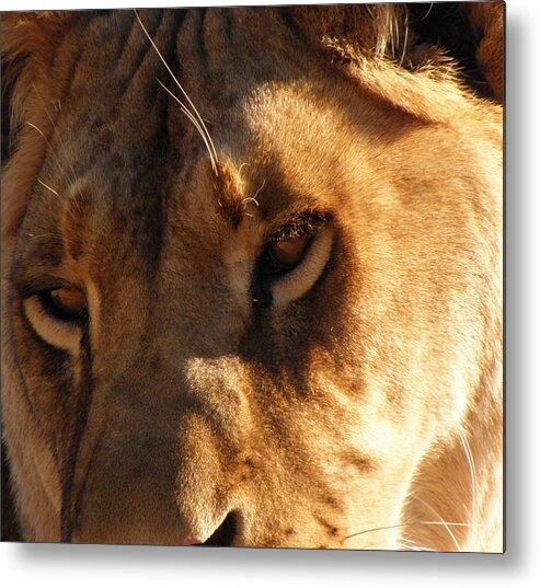 Lion Metal Print featuring the photograph Kumba the Lioness by Kim Galluzzo