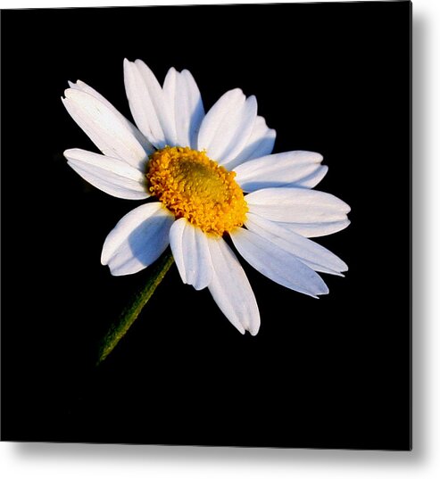 Flowers Metal Print featuring the photograph Little Daisy by Karen Harrison Brown