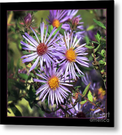 Aster Metal Print featuring the photograph Odd Aster Out by Darleen Stry