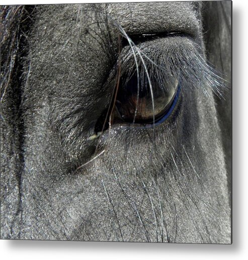 Eye Metal Print featuring the photograph Oh The Lashes by Kim Galluzzo
