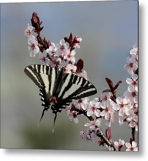 Zebra Swallowtail Metal Print featuring the photograph Ornamental Plum blossoms With Zebra Swallowtail by Lara Ellis
