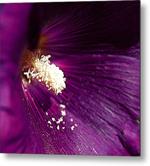 Fox Glove Metal Print featuring the photograph Pixie Dust by Bob Johnson