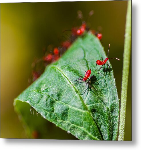 Bugs Metal Print featuring the photograph Scouts by Gene Hilton