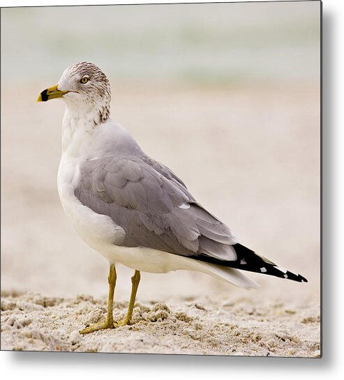 Sea Gull Metal Print featuring the photograph Sea Gull by Nick Shirghio