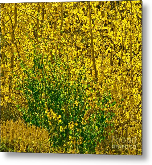 Aspen Leaves Metal Print featuring the photograph The Turn by L J Oakes