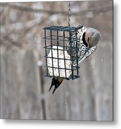 Yellow Shafted Northern Flicker Metal Print featuring the photograph Winter Feeding by Ed Peterson