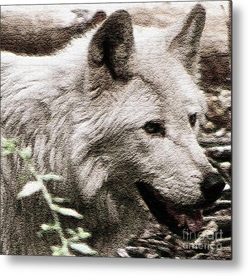 Wolf Photography Metal Print featuring the photograph 0mega Rules  by Debra   Vatalaro