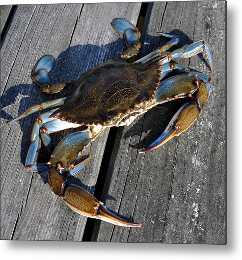 Blue Crab Metal Print featuring the photograph Blue Crab #1 by Jana Goode