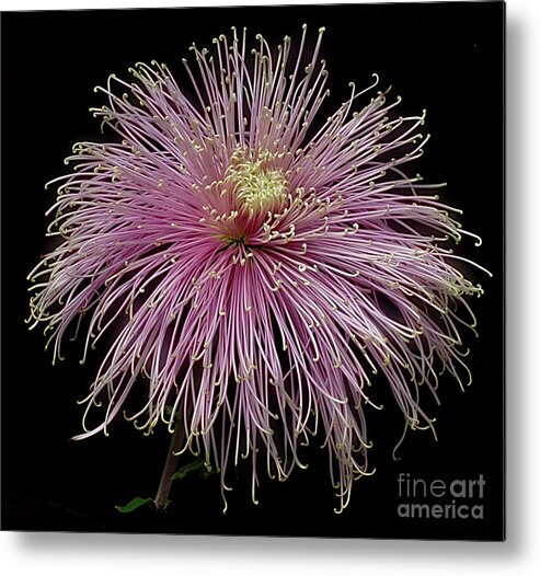 Flower Metal Print featuring the photograph Chrysanthemum 'Mystic' #3 by Ann Jacobson
