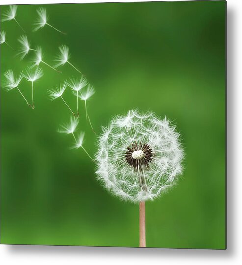 Abstract Metal Print featuring the photograph Dandelion #1 by Bess Hamiti