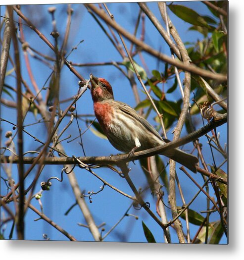Bird Metal Print featuring the photograph House Finch #2 by Cathy Harper