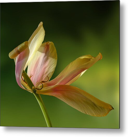 Flower Metal Print featuring the photograph 4188 by Peter Holme III