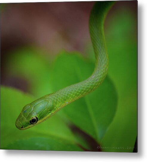 Snake Metal Print featuring the photograph Green Snake #6 by Henri Irizarri