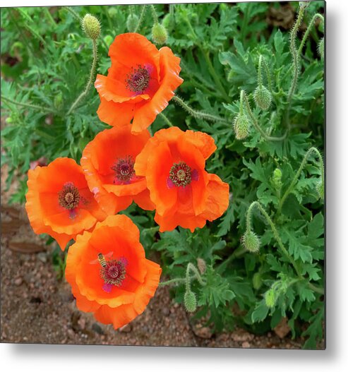 Oriental Poppy Metal Print featuring the photograph A family portrait. by Usha Peddamatham