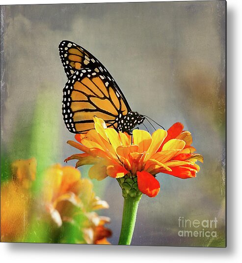Flower Metal Print featuring the photograph A Very Late Visitor to the Garden by Ann Jacobson
