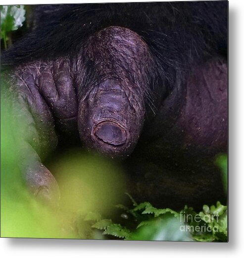 Gorilla Metal Print featuring the photograph Almost Human by Michael Cinnamond