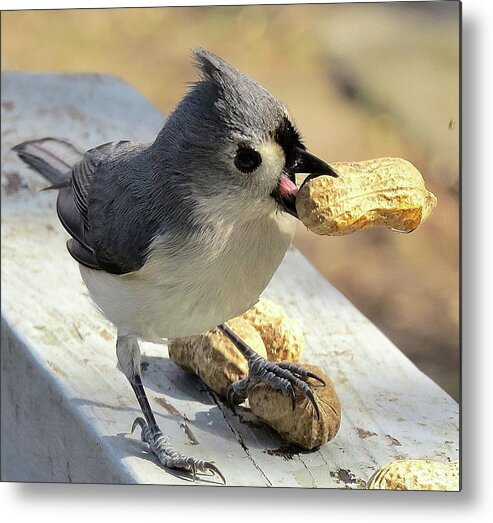 Tufted Titmouse Metal Print featuring the photograph And I'll Save This One for Later by Linda Stern