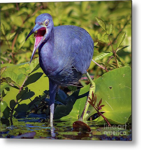 Herons Metal Print featuring the photograph Angry Little Blue Heron - Egretta Caerulea by DB Hayes