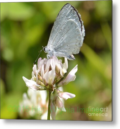 High Virginia Images Metal Print featuring the photograph Appalachian Azure by Randy Bodkins