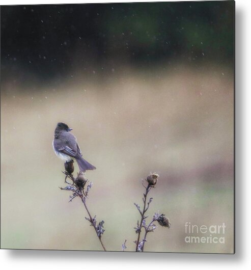 Rain Metal Print featuring the photograph April Showers by Elizabeth Winter