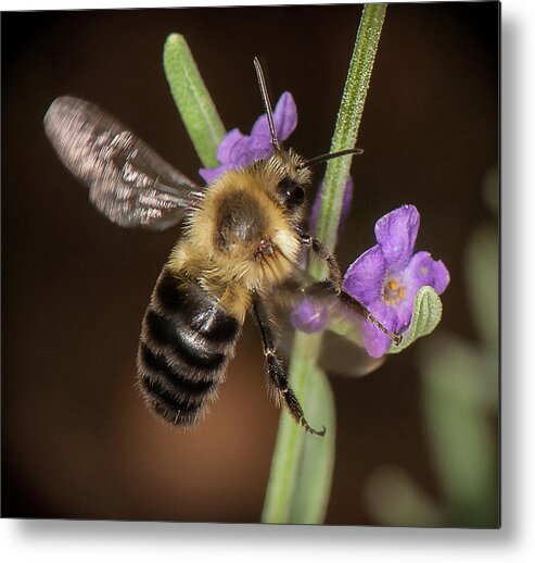 Bee Metal Print featuring the photograph Arrival by Len Romanick