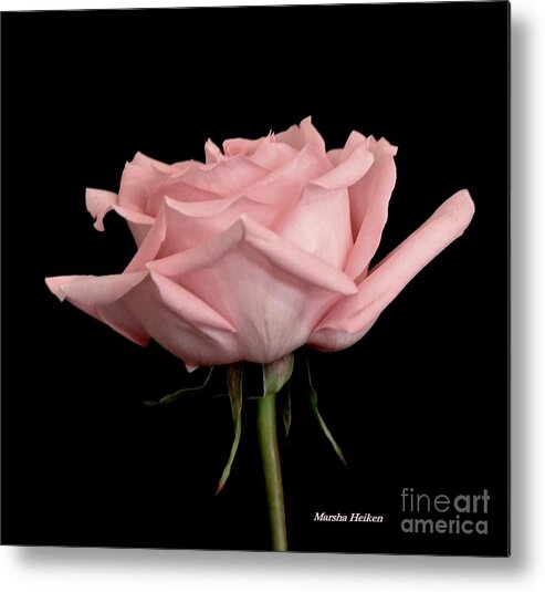 Photo Metal Print featuring the photograph Baby Pink Rose Two by Marsha Heiken