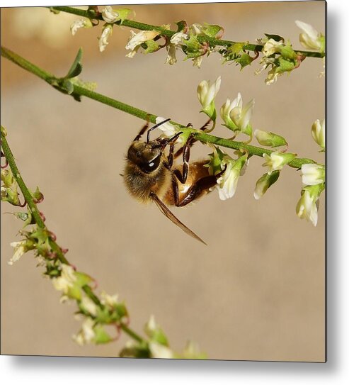 Linda Brody Metal Print featuring the photograph Bee on Flower Branch 1 by Linda Brody