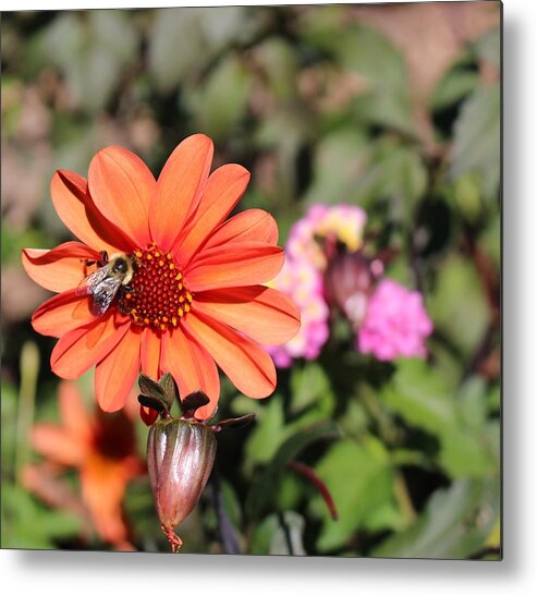 Bee Metal Print featuring the photograph Bees-y Day by Jason Nicholas