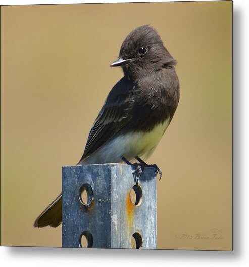 Black Phoebe Metal Print featuring the photograph Black Phoebe Shorebird by Brian Tada