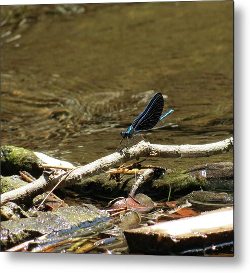 Insect Metal Print featuring the photograph Blue Beauty by Azthet Photography