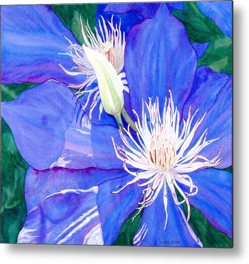 Watercolours Metal Print featuring the painting Blue Clematis by Lynda Bee White