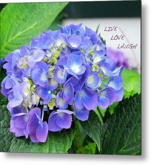 Blue Metal Print featuring the photograph Blue hydrangea by Sue Morris