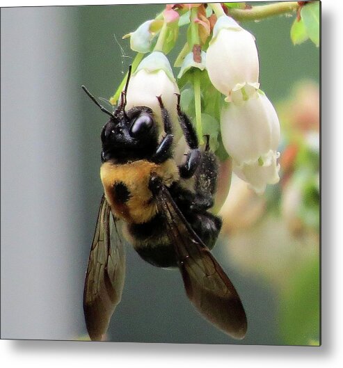 Bees Metal Print featuring the photograph Busy Bee on Blueberry Blossom by Linda Stern