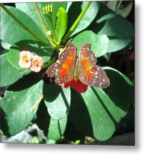 Butterfly Metal Print featuring the photograph Butterfly 2 by Doris Lindsey