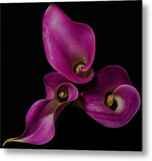 Lily Metal Print featuring the photograph Calla Lilies #1 by John Roach
