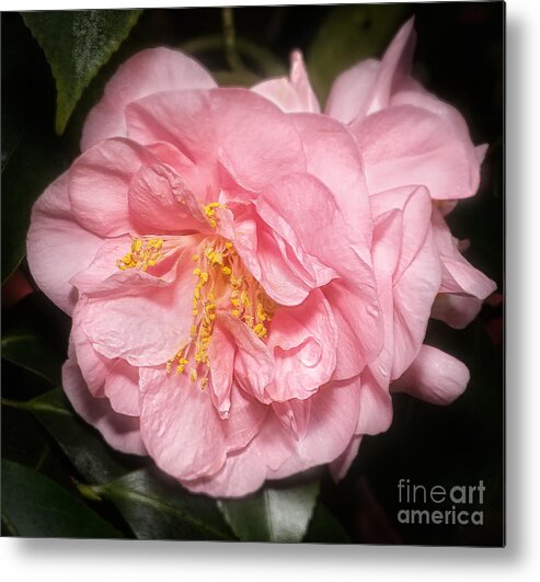 Flower Metal Print featuring the photograph Camellia by Ann Jacobson