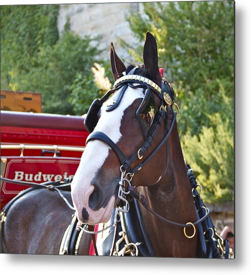 Clydesdale Horse Draft Esp Eastern State Penitentiary Budweiser Metal Print featuring the photograph Clydesdale at ESP by Alice Gipson