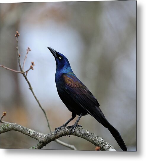 Common Grackle Metal Print featuring the photograph Common Grackle by Diane Giurco