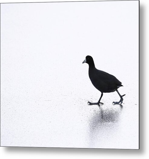 Cool Metal Print featuring the photograph Cool Chick by Darius Aniunas
