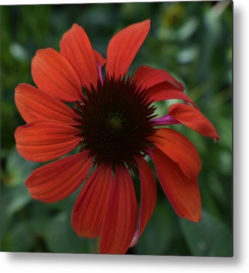 Flowers Metal Print featuring the photograph Crimson Cone Flower by Jimmy Chuck Smith