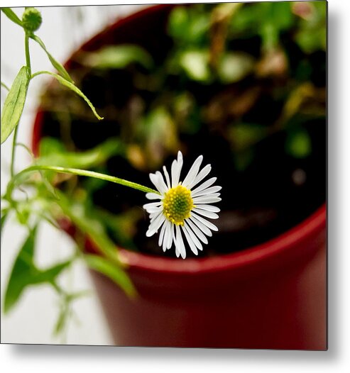 Daisy Metal Print featuring the photograph Daisy or What. by Elena Perelman
