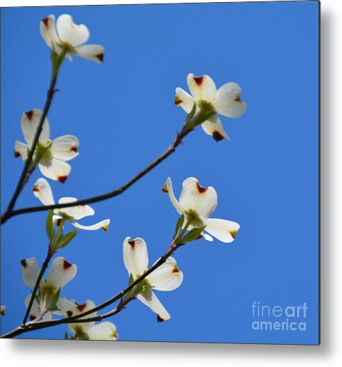 Flowering Tree Metal Print featuring the photograph Dogwood Blooms by Jan Gelders