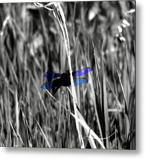 Insects Metal Print featuring the photograph Dragon Fly by Jimmy Ostgard