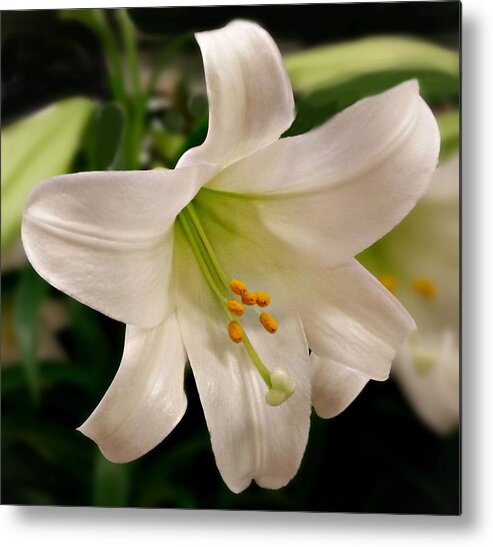 Easter Lily Metal Print featuring the photograph Easter Lily by Joe Duket