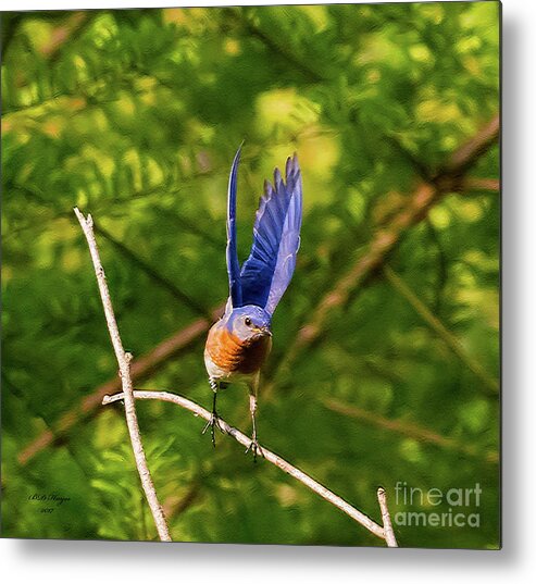 Bluebird Metal Print featuring the photograph Eastern Bluebird - Lift Off by DB Hayes