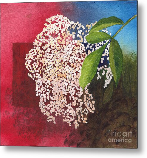 Elderberry Blossom Metal Print featuring the painting Elderberry Blossom in Watercolor by Conni Schaftenaar