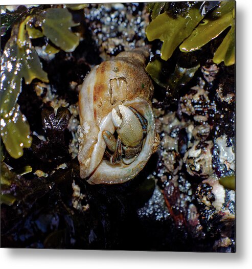 Adria Trail Metal Print featuring the photograph Emerging Hermit by Adria Trail