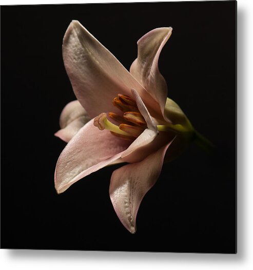 Lilly Metal Print featuring the photograph Emerging Lilly by Len Romanick